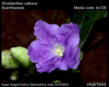 Strobilanthes callosus flower5.jpg